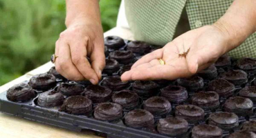 Načasování, kdy zasadit rajčata pro sazenice pro oblast moskvy